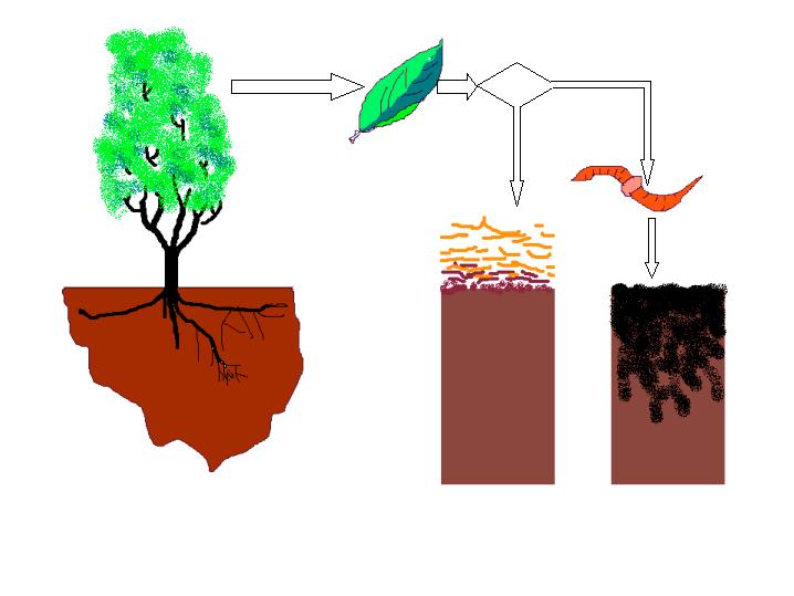 C/N _ + microbial respiration microbial biomass