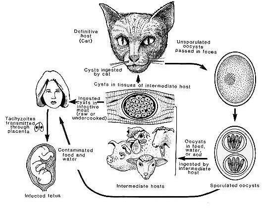 Toxoplasma