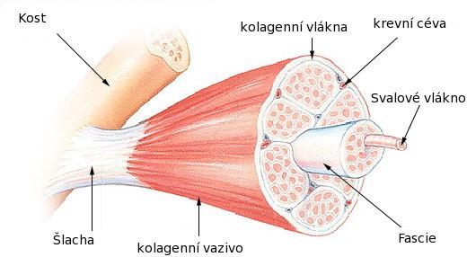 2.3 Kosterní svalstvo Kosterní svalstvo zaručuje pohyb končetin a držení těla, tvoří přibližně 35 % - 40 % hmotnosti lidského těla.