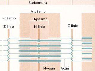 3)Rychlá červená vlákna: mají velký objem, málo kapilár, nízký obsah myoglobinu a nízký obsah oxidativních enzymů.