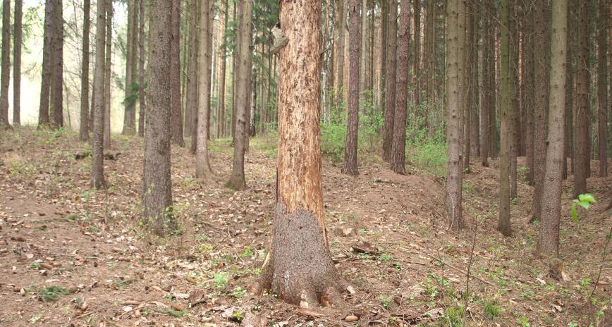 hospodáři snažíme chovat a že provádíme výsadbu tak, jak nám stanovuje