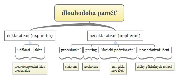 poměrně rigidně organizovány, při změně podmínek může dojít k selhání ve výkonu (Squire, 2009).