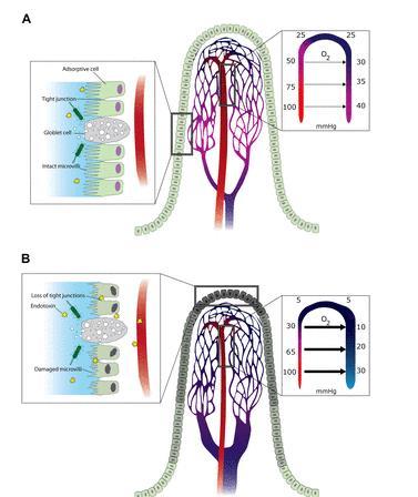 Anatomie krevního zásobení Orgánově specifická Vliv tekutin na perfúzi v rámci jednoho orgánu různý ( sliznice x ~ klky ve