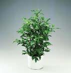 v květináči Farn in Blumentopf Fern in a