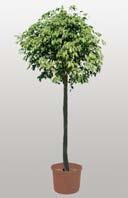 bis 180 cm Palme Dec.