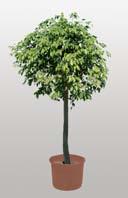 do 300 cm Dek. Pflanz. bis 300 cm Dec.