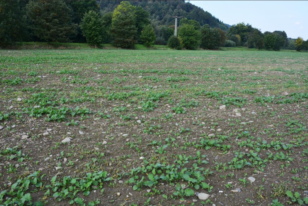 Obr. 5: Pohled na zemědělsky kultivované pozemky na vymezeném RBC 249 (foto 29.09.2017) 6. RBK 641 Biokoridor je vymezen mezi RBC 249 U Oder a RBC 244 U Jakubčovic podél toku řeky Odry.