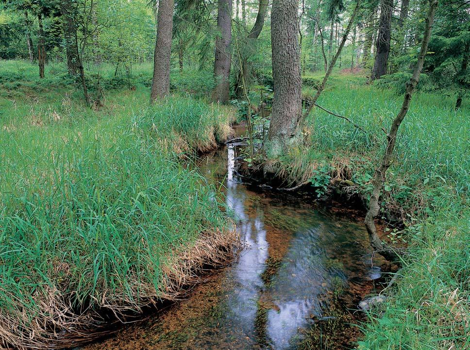 PlzeÀsko a Karlovarsko GEOLOGIE Nejvût í ãást území národní pfiírodní památky tvofií nepravidelnû páskovan chloriticko-sericitick fylit s hojn m sekreãním kfiemenem, vpramenné oblasti