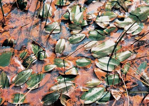 Pfied ústím LuÏního potoka do Rokytnice jsou nepravidelnû páskované fylitické bfiidlice a rovnoplo e bfiidliãnat chloriticko-sericitick fylit, místy slabû grafitick, ordovického stáfií.