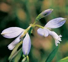 (Filipendula ulmaria). Fragmentárnû jsou zde dochovány zra elinûlé louky s pfievaïující ostfiicí ãernou (Carex nigra) a o. zobánkatou (C. rostrata).