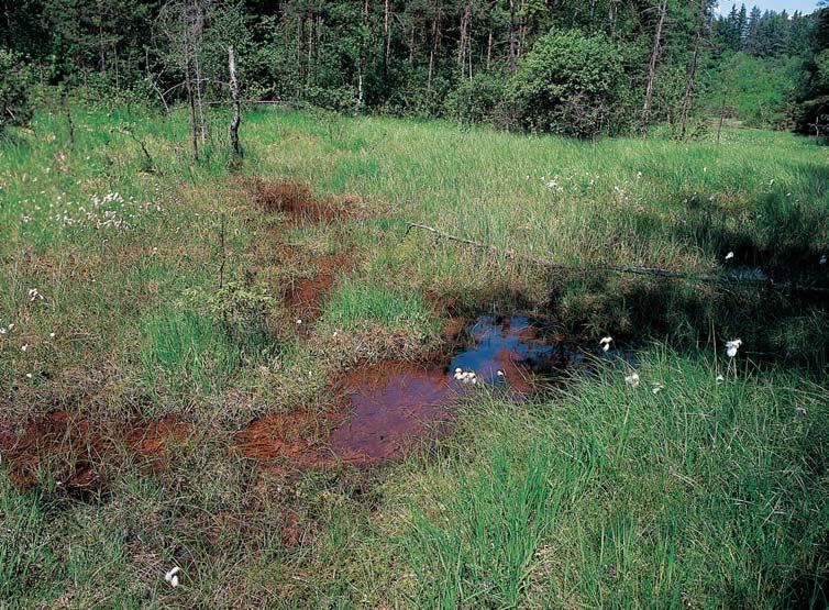 PlzeÀsko a Karlovarsko GEOLOGIE Horninov m podkladem území pfiírodní rezervace jsou biotitické pararuly. Povrch pokr vají nivní sedimenty a ra eliny.
