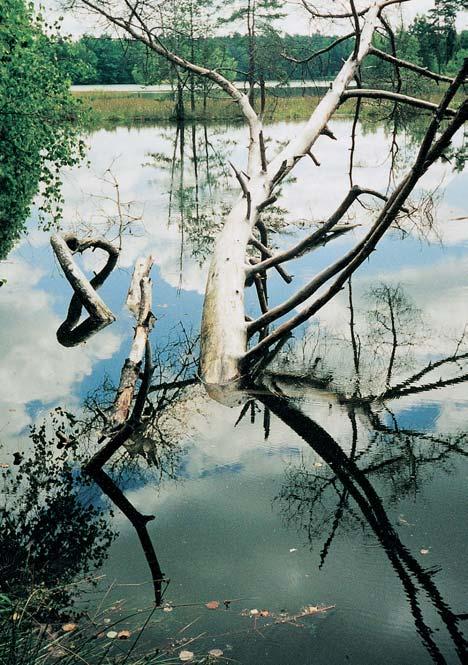 rezervace Studna u LuÏné Soustava rybníkû v zalesnûné oblasti km severozápadnû od obce LuÏná a,2 km severnû od pfiehradní nádrïe Skalka v Chebské pánvi.