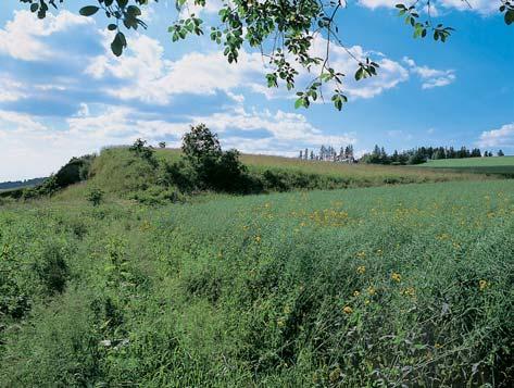 Dfiívûj í nálezy vstavaãe obecného (Orchis morio) se v poslední dobû nepodafiilo potvrdit.