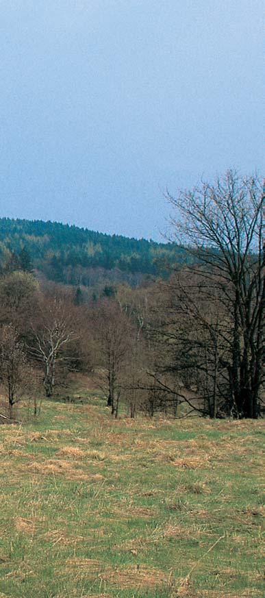 Okres Cheb Vût í ãást území pfiírodního parku je zalesnûna. Pfievládají sice smrkové monokultury, ale s pfiímûsemi modfiínû, javorû, dubû a bukû.