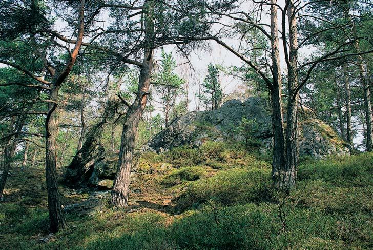 Fytogeograficky se území rozkládá v mezofytiku, ve fytogeografickém okrese Hal trovské hory. V parku Ïije ochuzená hercynská fauna pfiedhûfií.