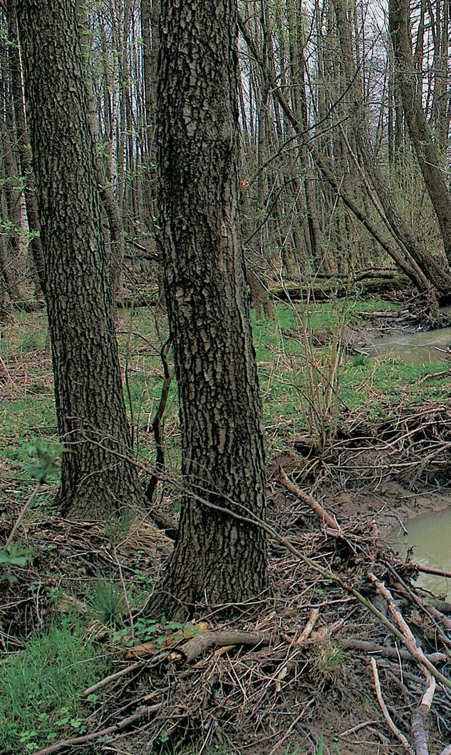 PlzeÀsko a Karlovarsko rezervace Dûvín Údolní niva a lev svah údolí LuÏního potoka mezi osadou Dûvín a národní pfiírodní rezervací Soos, asi, km západnû od obce Milhostov v Chebské pánvi.