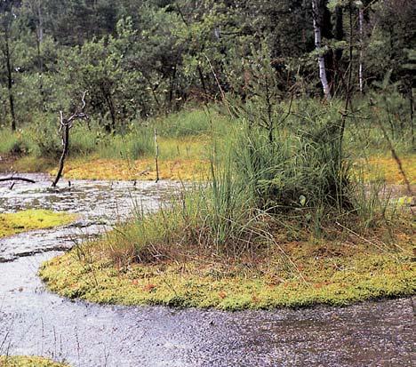 pozemkû svedeno do záchytného pfiíkopu. Pomûrnû blízko chránûného území leïí loïiska kvalitních kameninov ch Ïáruvzdorn ch a pórovinov ch jílû. Ukonãení tûïby by mûlo nastat v prvních letech 2.