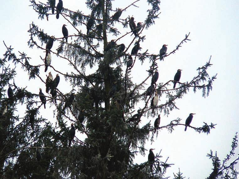 Acta Carpathica Occidentalis 5 Pavelka K., Havránek J. & Dvorský M. 199 Obr. 5. Výskyt kormorána velkého (Phalacrocorax carbo) na zimovišti ve Vsetíně Bobrkách a Lázkách v lednu až březnu 2011. Fig.