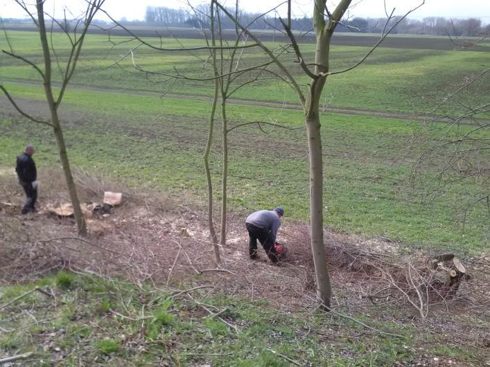Zdvojené stromy, které se příliš nakláněly, byly odříznuty a silné větve z nich se ponechaly na plánovanou opravu přístřešků a oplocení v areálu skanzenu.