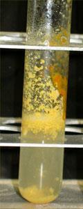 3. Laboratorní experimenty s přírodními látkami 47 Pozorování a vysvětlení: Působením kyseliny dusičné dojde k nitraci aromatických jader