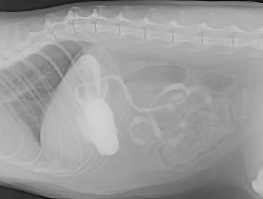 Kontrastní vyšetření GIT: Jodové k. l. - ionické Nižší kontrast než baryové k. l. Osmoticky aktivní - dehydratace, projímavé účinky V průběhu pasáže GIT se ředí Ve srovnání s baryovými k.