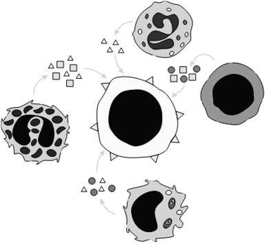 EFEKTOROVÉ MECHANISMY Prvními efektorovými mechanismy jsou fagocytóza, přirozená cytotoxicita, produkce interferonů, aktivace komplementu apod.