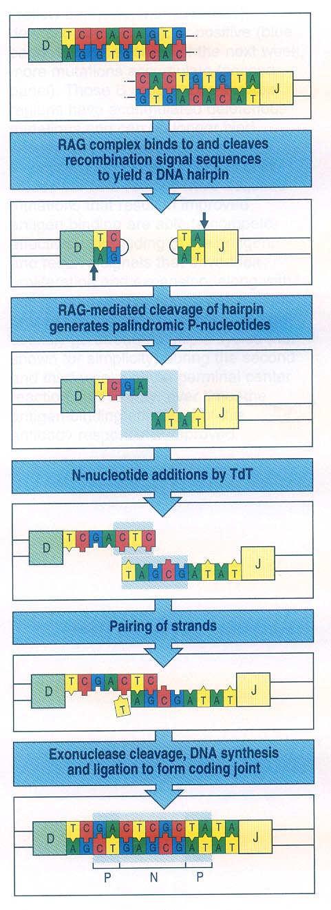Průběh spojování subgenů D a J vznik variabilních spojení komplex rekombinázy RAG vytváří na heptamerových sekvencích vlásenky, které následně štěpí Terminální deoxynukleotidyl transferáza připojuje