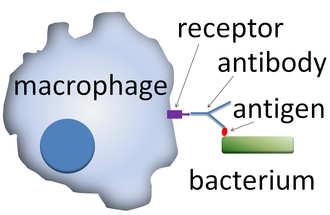 Makrofág, který se pomocí svého Fc receptoru váže na protilátky, které opsonizují povrch bakterie Opsonizace = navázání určitých látek na povrch antigenu,