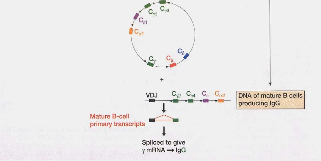 sestřihu u naivních B buněk (nejdříve vzniká jen C µ, později též C δ )