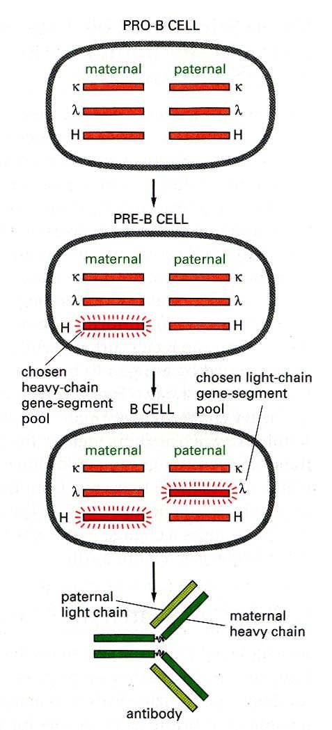 Alelická a izotypová exkluze Alelická exkluze Během vývoje B-buňky jsou aktivovány
