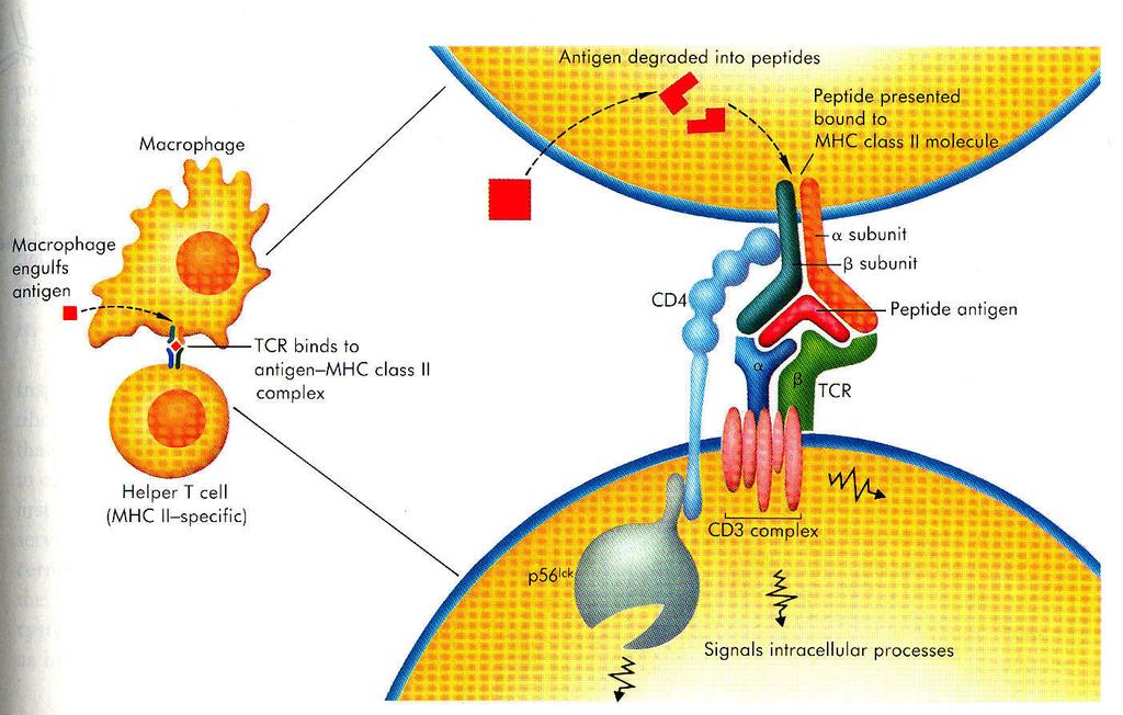 Rozpoznání buněk infikovaných virem T-lymfocyty komplex MHC gpi-peptid je rozpoznán TCR, signál navodí v T-buňce tvorbu
