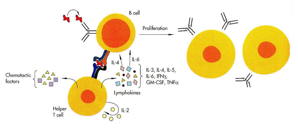 Po navázání T-buňky na B-lymfocyt prezentující antigen začíná T- buňky syntetizovat lymfokiny, které pak stimulují proliferaci jak T- buněk tak i B-lymfocytů, které se