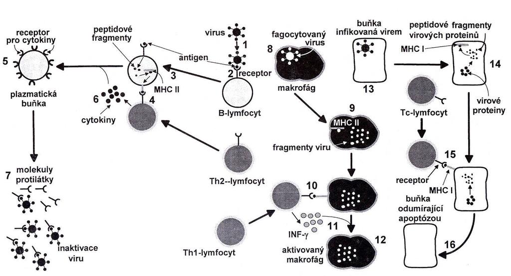 Globální schema humorální a buněčné imunitní odpovědi Humorální imunita -