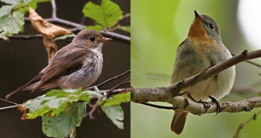 PŘÍLOHY Obr. 1: Na základě odlišného barevného zbarvení samců, lze ptáky snadno rozdělit do dvou věkových skupin.