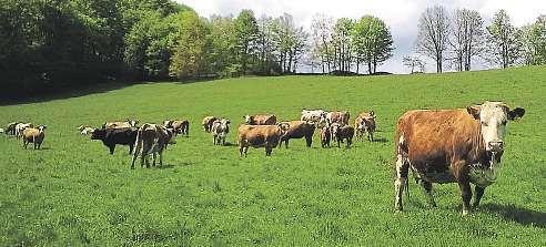 BIO POTRAVINY SPECIÁLNÍ TÉMA TÝDENÍKU 5plus2 Bio prozradí zelená zebra Potraviny vyrobené bez zbytečnéchemie dnes seženeteužtéměř vkaždémměstě. Víte, jak poznáte to pravé bio? ČR Bio-nebio.