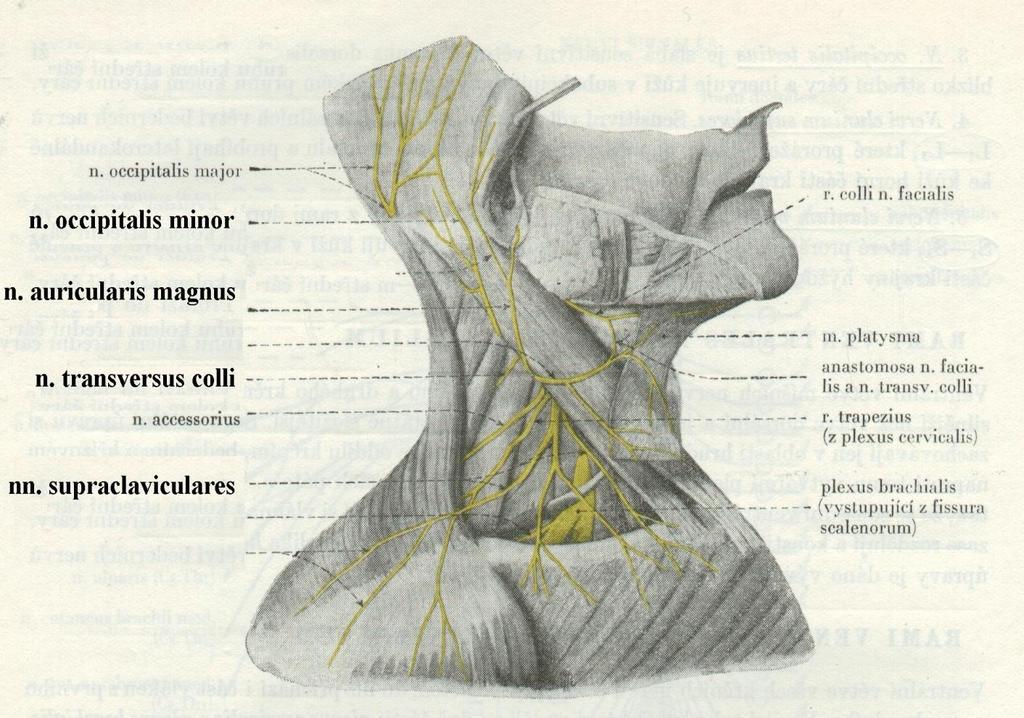 Plexus
