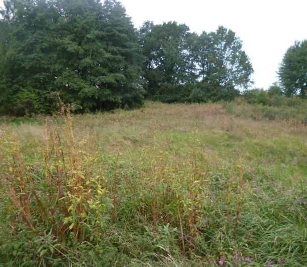 glandulifera) po