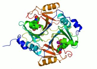 Co je MTHFR MethylTetraHydroFolátReduktáza GEN MTHFR