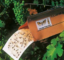 Obaleč mramorovaný (Lobesia botrana) - motýlek se jasně pozná podle mramorovaných předních křídel. Délka: 12 13 mm.