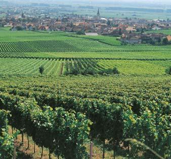 Působení Vyhodnocení komplexních pokusů a zkušeností z praxe u přípravku RAK 1+2 M prokázalo stejně vysoký stupeň účinku jako při dosavadním intenzivním použití insekticidů.