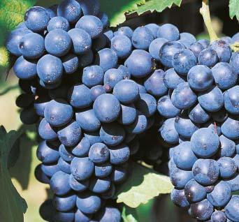Kontrola úspěšnosti Tyto lapáky slouží ke zjištění vrcholu letů s feromonovými lapáky a jsou důležité pro zjištění termínu eventuál- V předpokládaných oblastech ošetření proti ního nutného ošetření