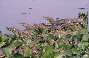 Archosauři (ptáci a krokodýli) - krokodýli: u 12 druhů