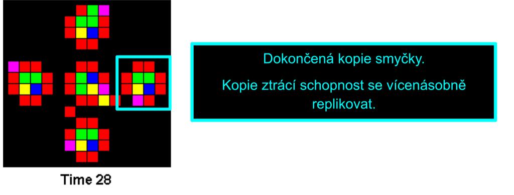obrázek 5.5. Vyznačené smyčky jsou dokončené kopie původní smyčky (obr. 5.4, time 0), ale místo původních 4 bran mají pouze bránu jednu. Obrázek 5.5: Dokončení replikace prvních 4 kopií smyčky.