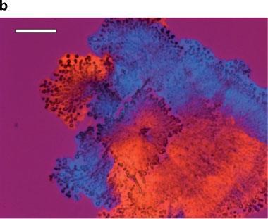 The stabilized amorphous mixture is not capable of crystallization.