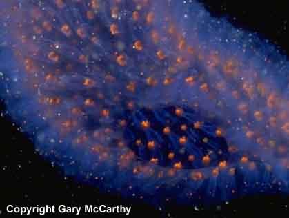 Ekologie pelagičtí, v planktonu teplých moří Pyrosomida - ohnivky Systém Doliolida