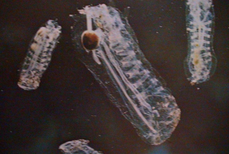 Salpida - pásosvalí (Desmomyaria) podkovovité svaly, 1 pár velkých žaberních štěrbin, 1 řada blastozoidů (gonozoidů) přímo na stolo prolifer, oplození v kloakálním prostoru gonozoidů, zde se vyvíjejí