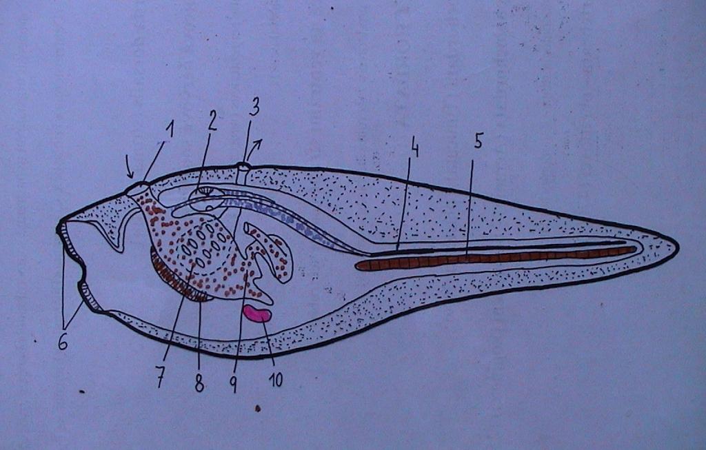 Morfologie larvy 1. ústa 2. rozšířená nervová trubice se statocystou a očkem 3. atrioporus 4. nervová trubice 5. notochord 6.