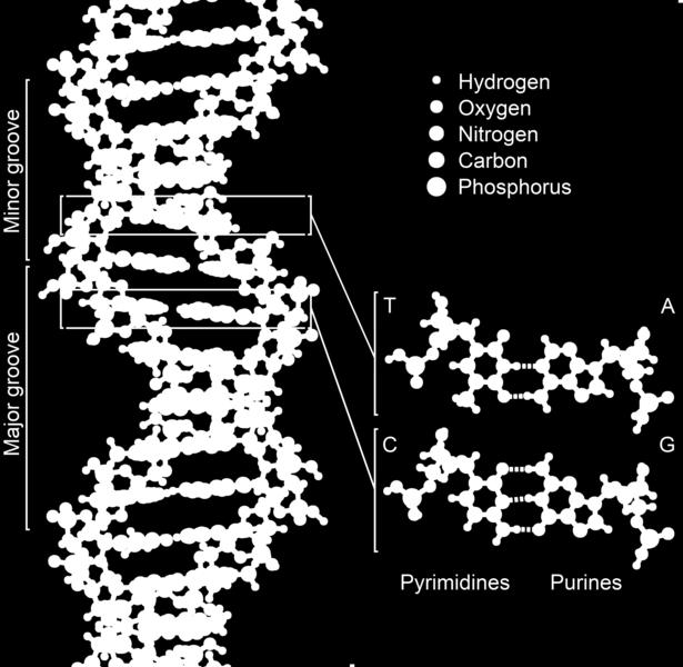 Projevy v chemii Biochemie Struktura DNA párování bází - vodíkové vazvy patrové