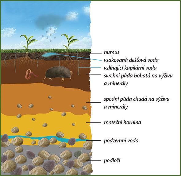 Půda vzniká na povrchu Země zvětráváním hornin je zdrojem živin pro rostliny živočichové,