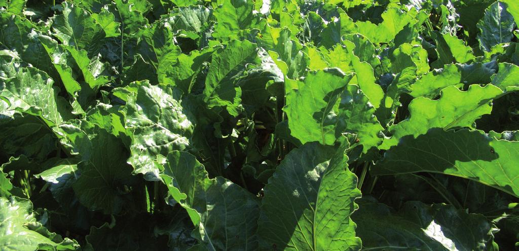 LISTY CUKROVARNICKÉ a ŘEPAŘSKÉ Analýza energetických bilancí pěstování pěti odrůd cukrové řepy ANALYSING ENERGY BALANCES OF CULTIVATION OF FIVE SUGAR BEET VARIETIES František Hnilička 1, Helena